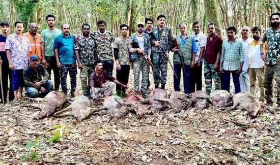 കൃ​ഷി​നാ​ശം; ഒ​മ്പ​ത് കാ​ട്ടു​പ​ന്നി​ക​ളെ വെ​ടി​വെ​ച്ചു കൊ​ന്നു