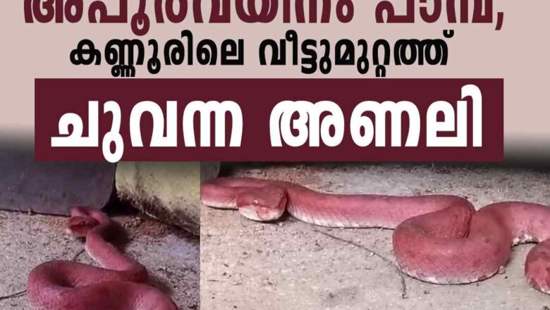 പശ്ചിമഘട്ടത്തിലെ അപൂര്‍വയിനം പാമ്പ്; കണ്ണൂരിലെ വീട്ടുമുറ്റത്ത് വിരുന്നെത്തി ചുവന്ന അണലി