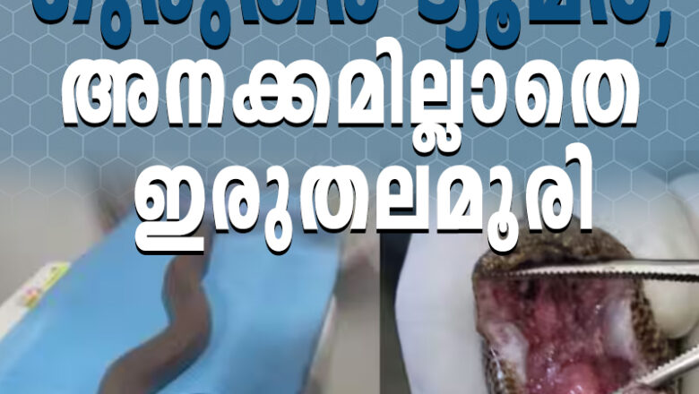 ‘അനക്കമില്ല, തീറ്റപോലും എടുക്കാതെ ഇരുതലമൂരി’, കണ്ടെത്തിയത് ഗുരുതര ട്യൂമർ, ഫലം കണ്ട് മൃഗശാലയിലെ ചികിത്സ