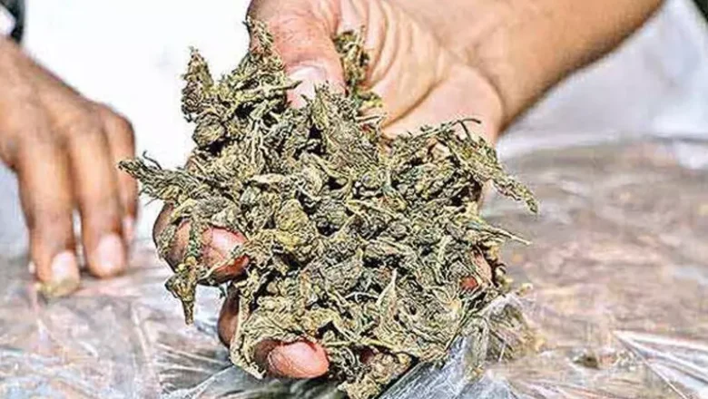 പ്ലാസ്റ്റിക് ചാക്കിൽ സൂക്ഷിച്ചത് 18.27 കിലോഗ്രാം കഞ്ചാവ്; ദമ്പതികൾ അറസ്റ്റിൽ