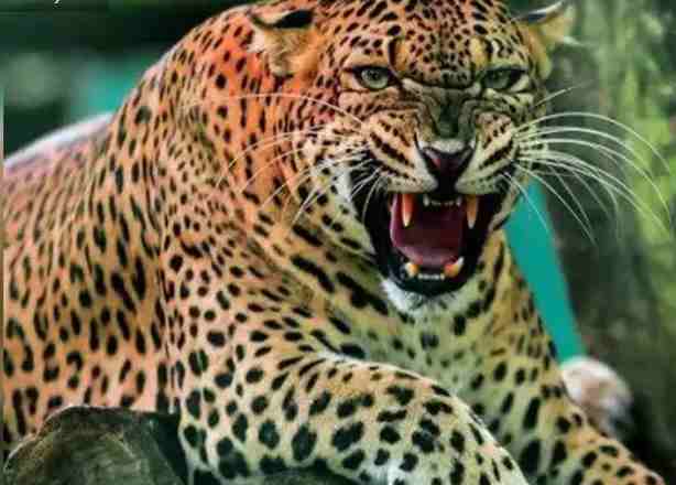 യുവതിയെ പുലി കടിച്ചുകൊന്നു.