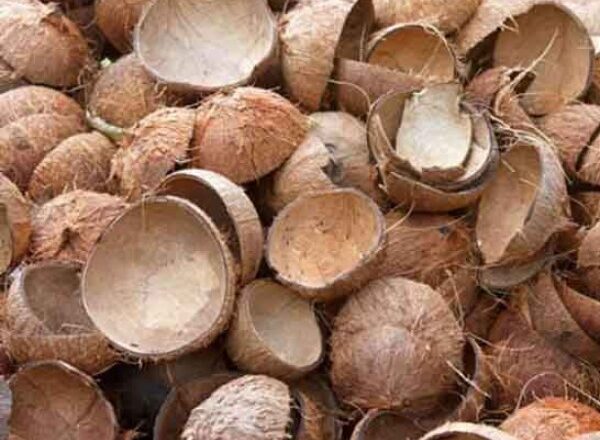 പണം കായ്ക്കുന്ന ചിരട്ട; കിലോക്ക് 31 രൂപവരെ
