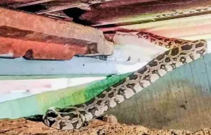 മലപ്പുറം കലക്ട്രേറ്റിലെ സാമൂഹിക നീതി ഓഫീസിൽ പെരുമ്പാമ്പിൻ കുഞ്ഞ്.