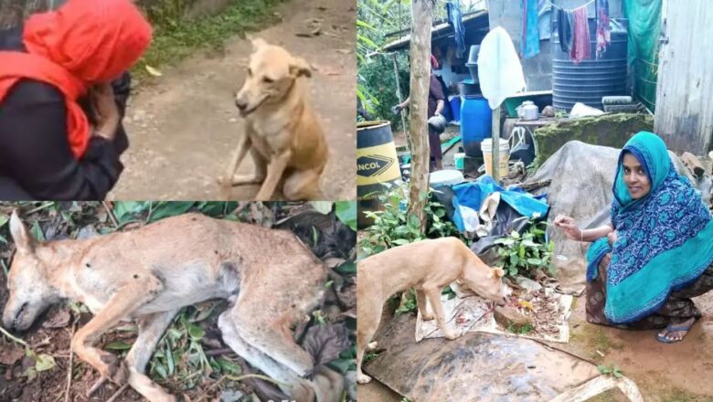 വയനാട്ടിലെ വൈറല് നായ ഇനി ഓര്മ്മ