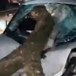 ലോറി തട്ടി മുറിഞ്ഞുവീണ മരക്കൊമ്ബ് കാറിനുള്ളിലേക്ക് തറച്ചുകയറി യുവതിക്ക് ദാരുണാന്ത്യം