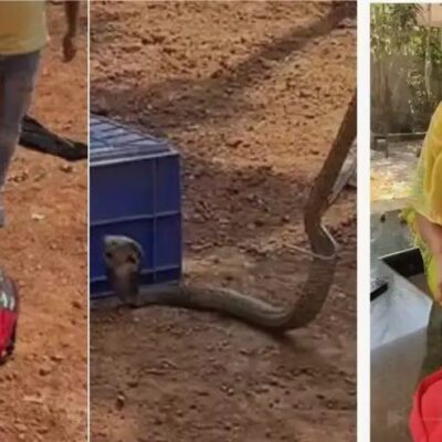 ഒന്നാം ക്ലാസുകാരന്റെ സ്കൂൾ ബാഗിൽ മൂർഖൻ പാമ്പ്