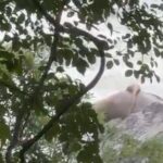 സൈലൻ്റ് വാലിയിൽ കനത്ത മഴ: മണ്ണാർക്കാട് കുരുത്തിച്ചാലിൽ കാട്ടാനയെ ചത്ത നിലയിൽ കണ്ടെത്തി