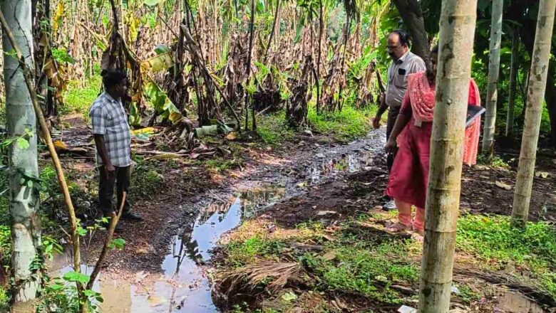 ഡ്രൈനേജിൽ കക്കൂസ് മാലിന്യം തള്ളി; മലിനജലം പാടത്തേക്ക് ഒഴുകി നെൽകൃഷി നശിച്ചു