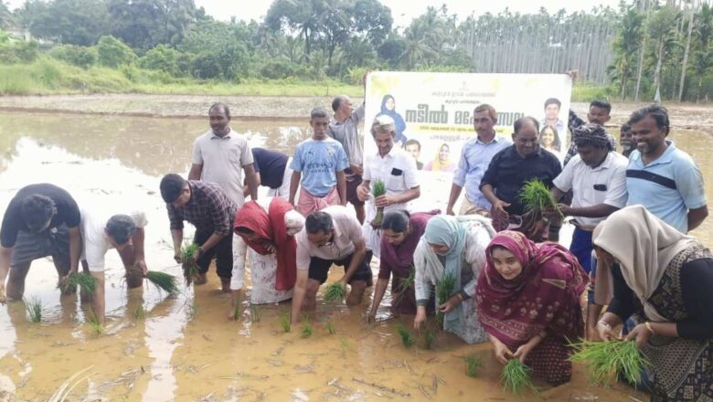 കുറുവ പടശേഖര സമിതിയുടെ നടിൽ മഹോത്സവം സംഘടിപ്പിച്ചു